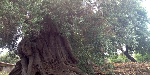 Thousand-year-old olive tree in Motta Sant'Anastasia
