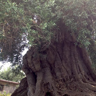 Thousand-year-old olive tree in Motta Sant'Anastasia
