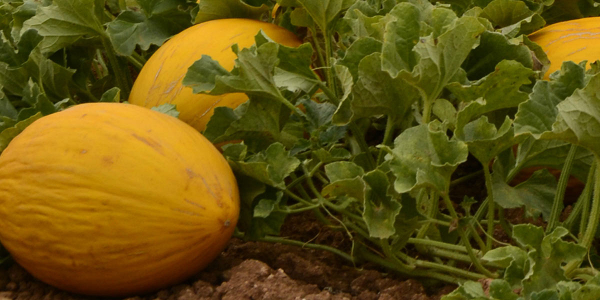 Cartucciaro Melon Festival in Paceco