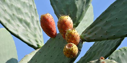 Prickly pear of Etna PDO